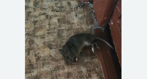 Дезинфекция от мышей в Новопавловске