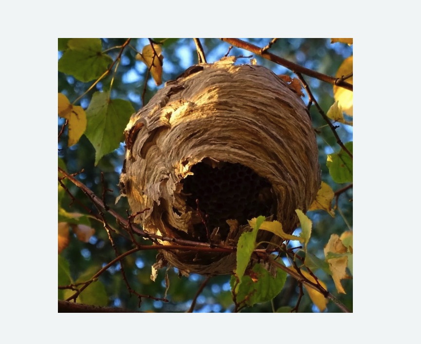 Обработка от шершней в Новопавловске