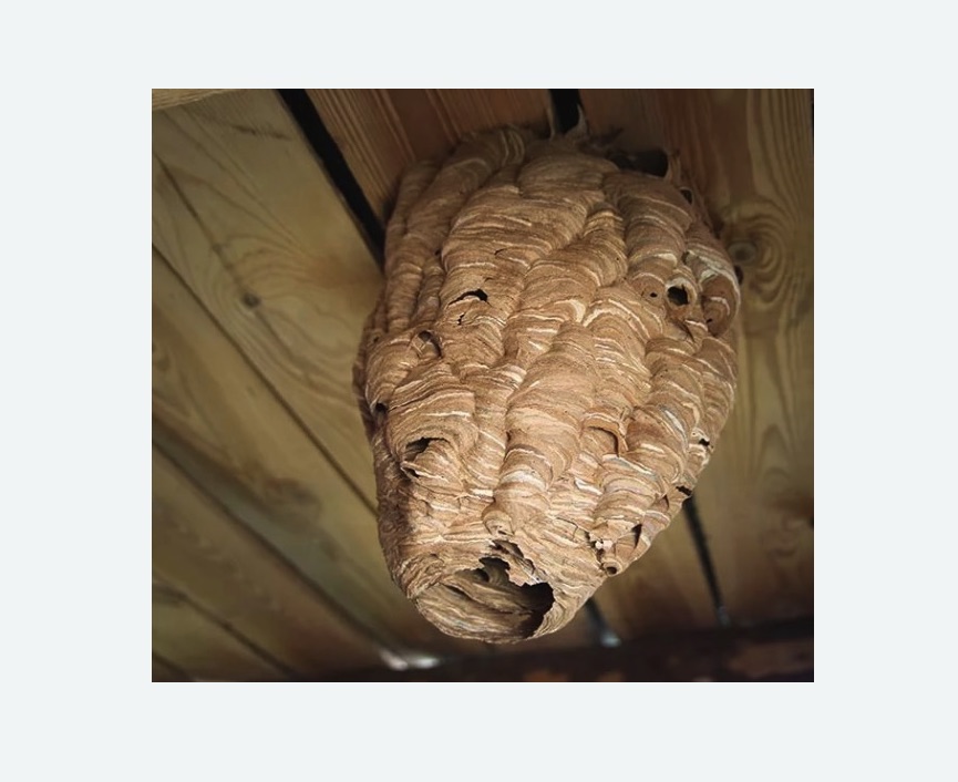 обработка от шершней в Новопавловске