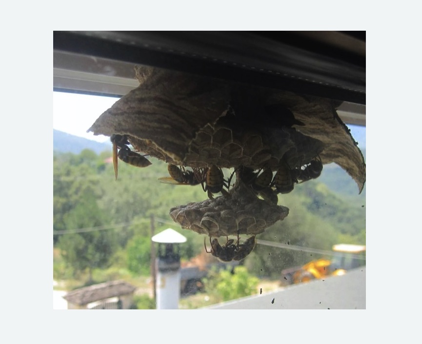 Уничтожение гнёзд шершней в Новопавловске