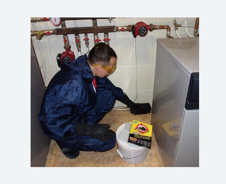 Уничтожение крыс Уничтожение крыс в Новопавловске