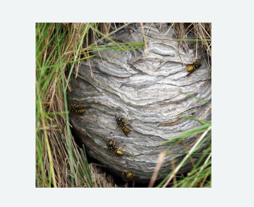 Уничтожение ос и ульев в Новопавловске